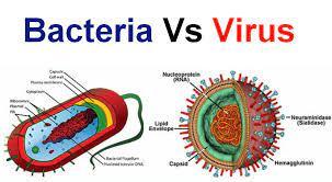 Infographic Bacteria v Virus